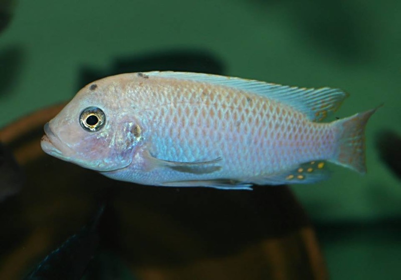 Maylandia zebra 'Likoma Island'